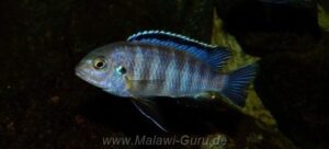 Tropheops sp. 'black dorsal' Chimwalani Reef